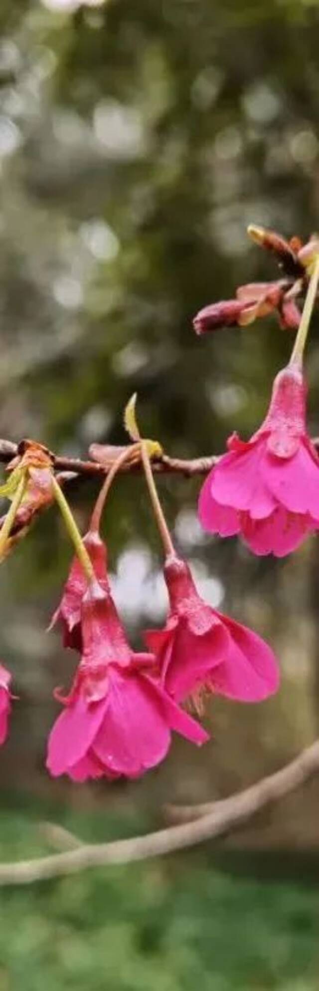 杭州等地相继入春！浙江本周有两轮冷空气，第一轮已抵达