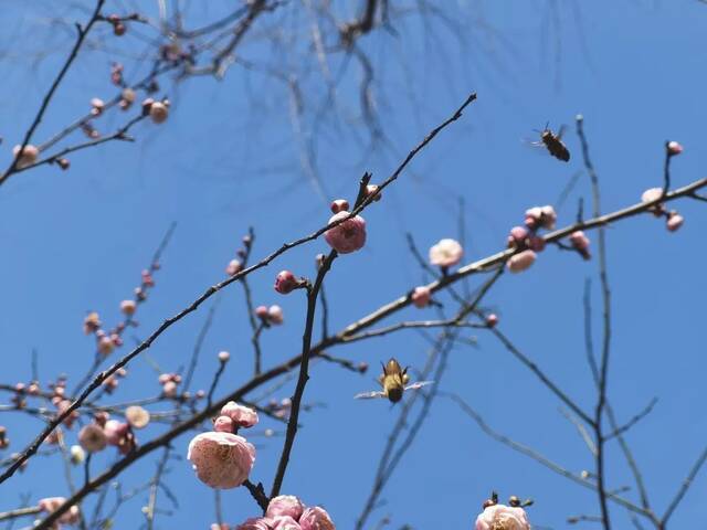 三月好时节柔风佛面明艳动人不可错过的灿烂