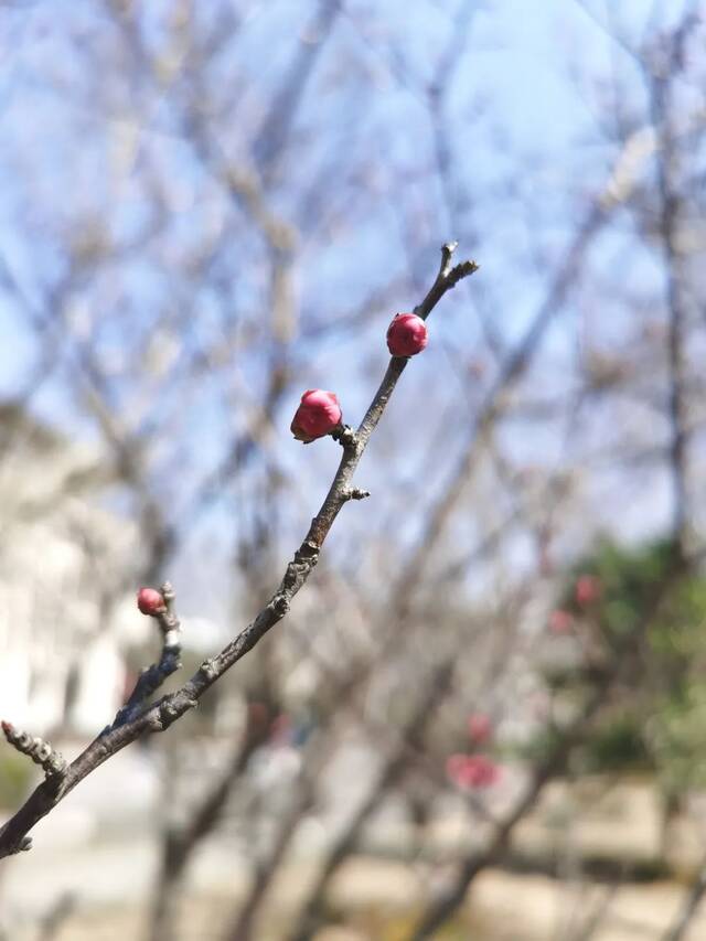 三月好时节柔风佛面明艳动人不可错过的灿烂