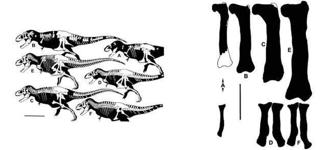 《进化生物学》期刊：还有另外两种“霸王龙”