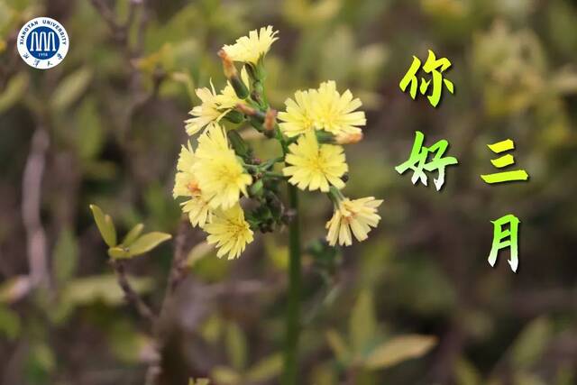 清晨的校道中常伴着欢声笑语路上小巧的花儿欣欣向荣沁人心脾