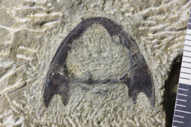滨海涌洞鱼化石照片