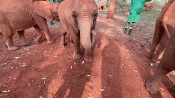 全球连线｜肯尼亚旱情下 这所“孤儿院”给小象一个家
