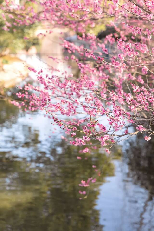 快抬头！华东师大万物蓬勃