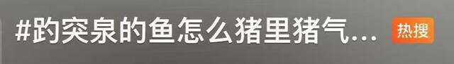 济南趵突泉锦鲤“胖”上热搜 网友调侃：原来游泳真不减肥