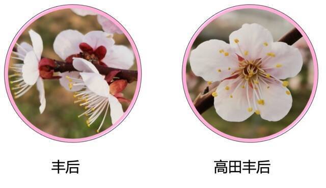 赏梅正当时：国家果梅种质库揭秘“梅花宝典”