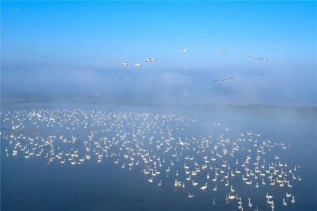 岳阳市屈原管理区东古湖湿地，成群结队的天鹅或在水中游弋，或在空中翱翔，蔚为壮观。周洋摄