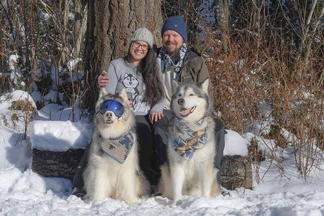 美国西雅图哈士奇犬因患上青光眼而失去视力同住的阿拉斯加雪橇犬不离不弃