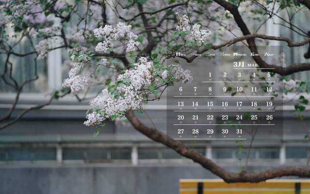 师大月历丨三月，暖意抵达梅花枝头