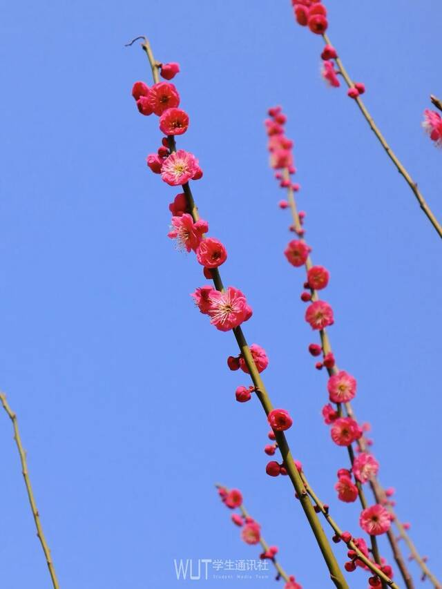 @武汉理工女同胞们，送你一朵小花花！