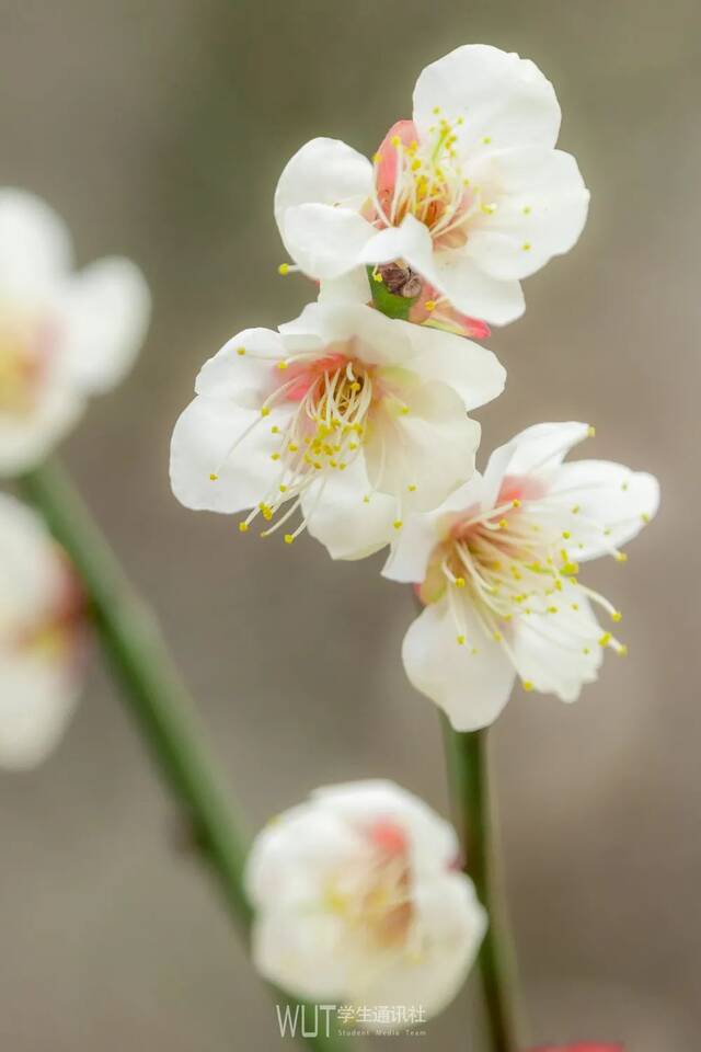 @武汉理工女同胞们，送你一朵小花花！