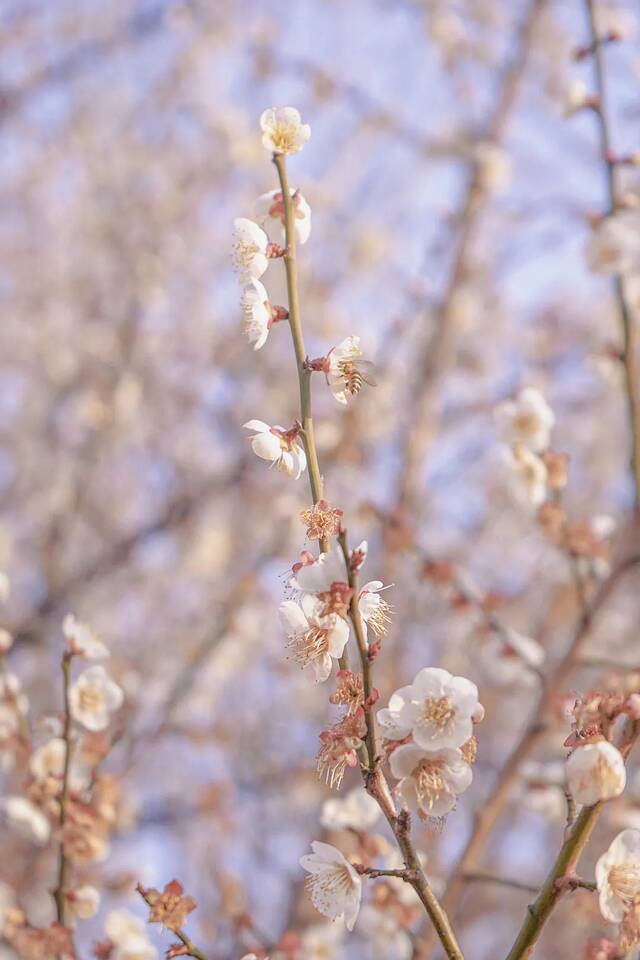 @武汉理工女同胞们，送你一朵小花花！