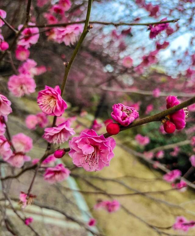 @武汉理工女同胞们，送你一朵小花花！