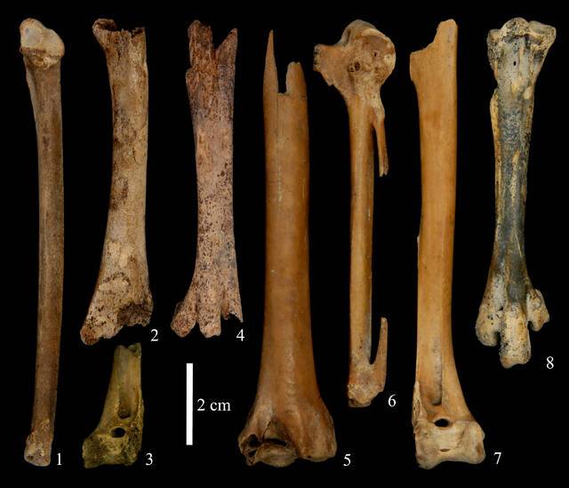 中国长江下游7000年历史考古遗址的发现显示鹅可能是第一种被人类驯化的鸟类