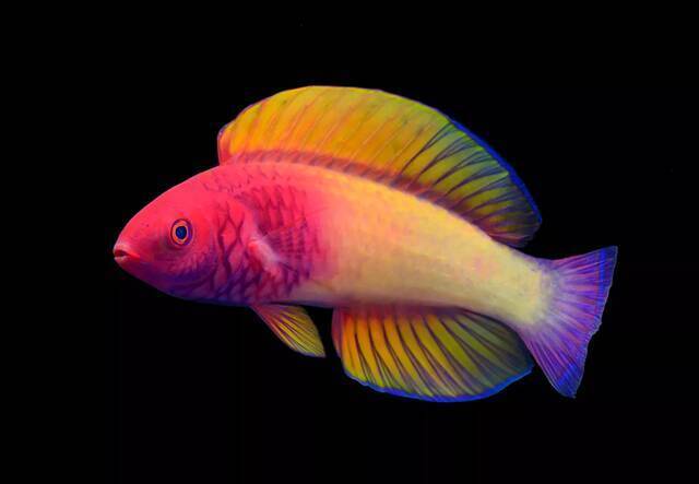 “多彩奇迹”：珊瑚礁上的仙女濑鱼是一位“令人着迷的新成员”
