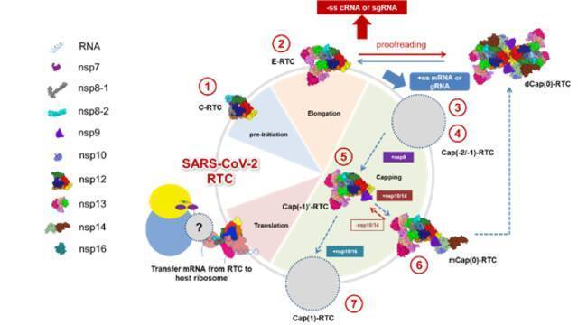 新冠病毒转录复制周期示意图