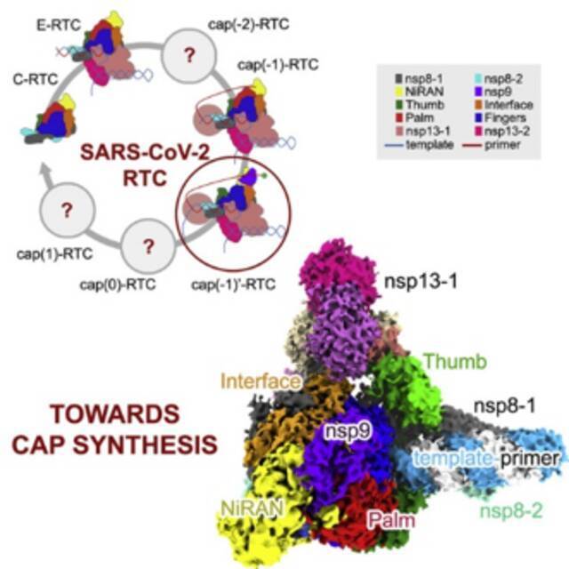 新冠病毒mRNA加帽的中间过程