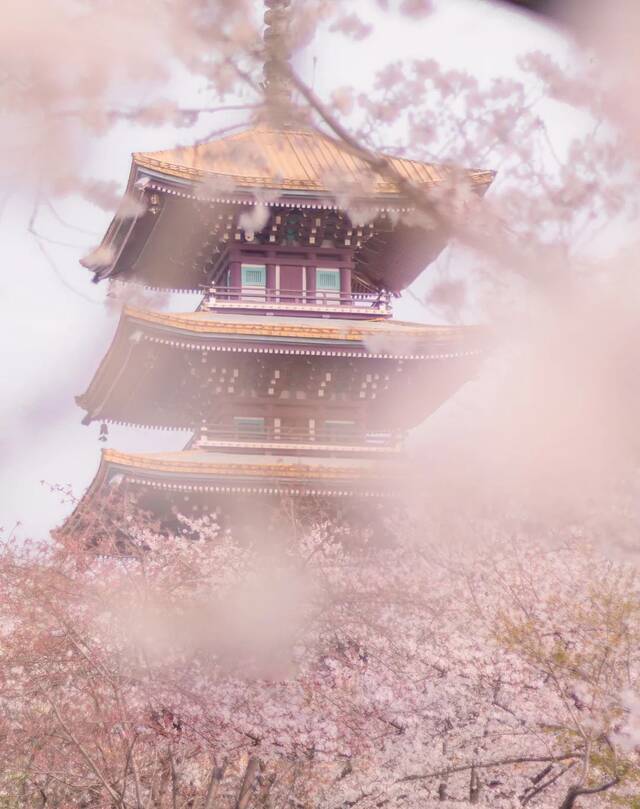 樱雨楼台（何鑫摄）