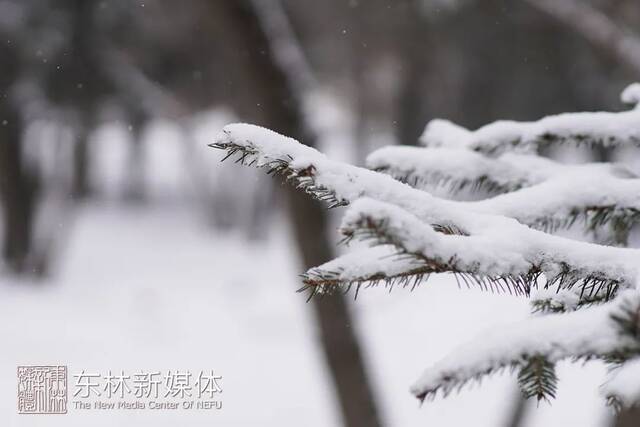 褪去风雪，细赏东林温“晴”