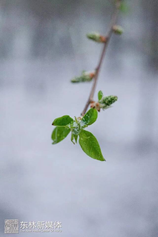 褪去风雪，细赏东林温“晴”