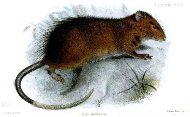 《当代生物学》：对圣诞岛鼠的研究表明要让灭绝的动物物种恢复原样是不可能的