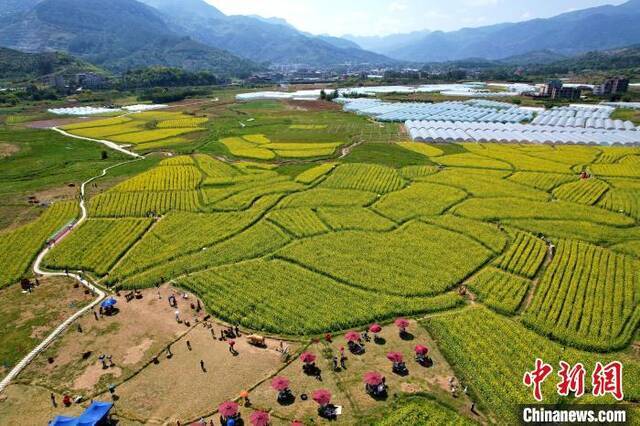 空中俯瞰美丽的油菜花海。王东明摄