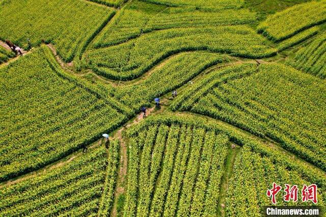 游客漫步油菜花海。王东明摄