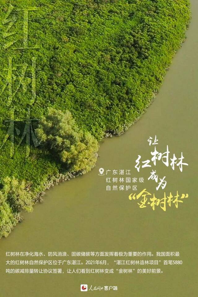 特刊  植树节：这片绿，“植”抵人心！