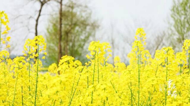 3月11日，陈抟故里的油菜花开了，春天的气息扑面而来。李聪冲摄