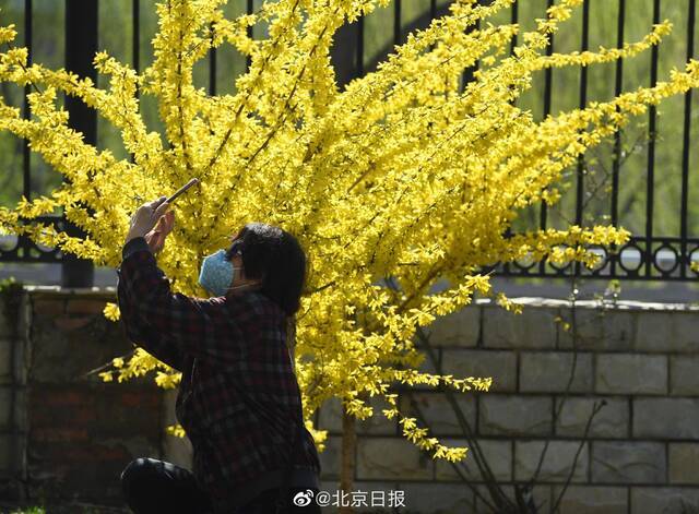 注意！明天北京花粉浓度极高 敏感人群需注意防护