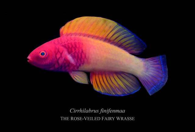 马尔代夫海底珊瑚礁发现最少8种新鱼种玫瑰丝鳍鹦鲷惊艳人间