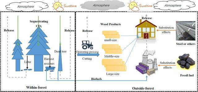 图1人工林碳平衡过程示意图