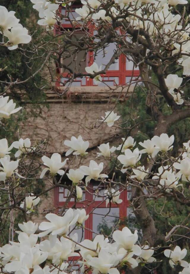 师大的玉兰，和春天一起来了！