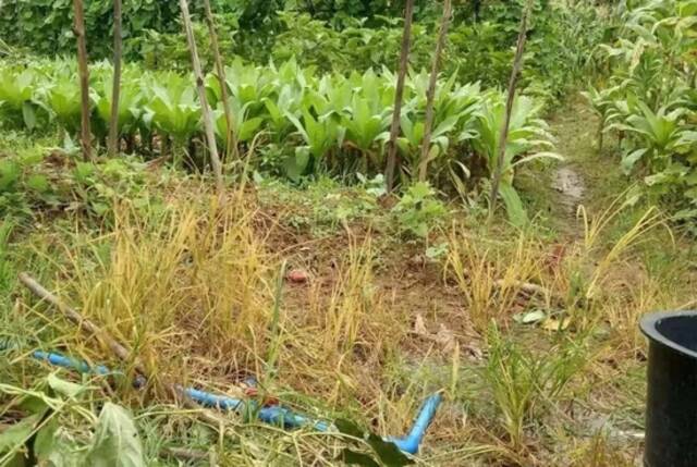 因沟渠水被污染，广康公司给村民们安装了自来水管浇菜