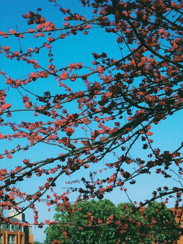 荡漾在贵师大醉人的春日里