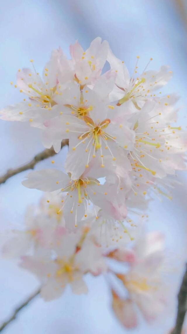 荡漾在贵师大醉人的春日里