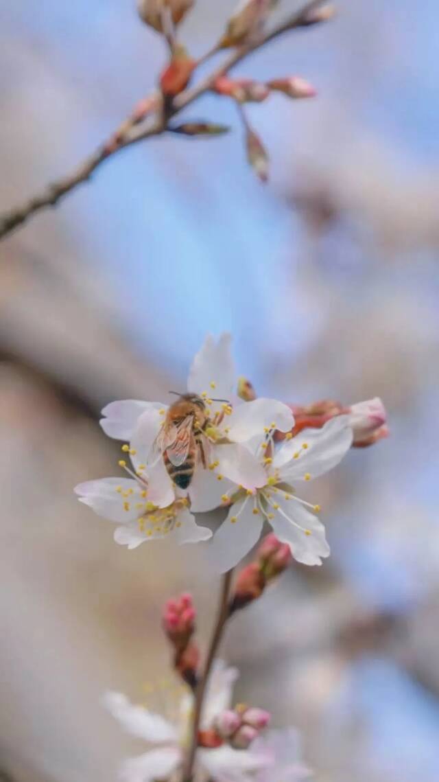 荡漾在贵师大醉人的春日里