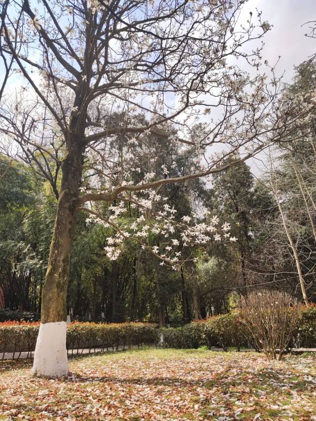 荡漾在贵师大醉人的春日里