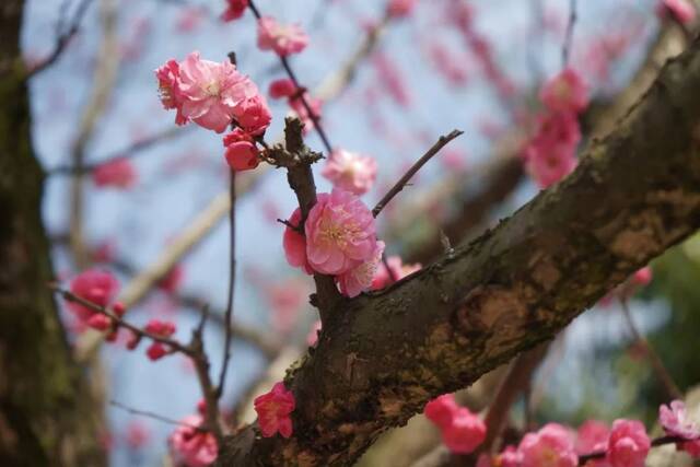 荡漾在贵师大醉人的春日里