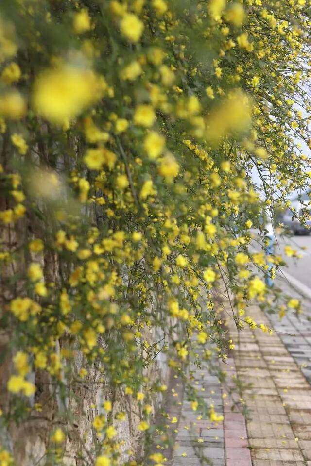 荡漾在贵师大醉人的春日里