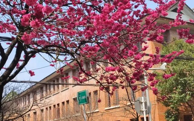 荡漾在贵师大醉人的春日里