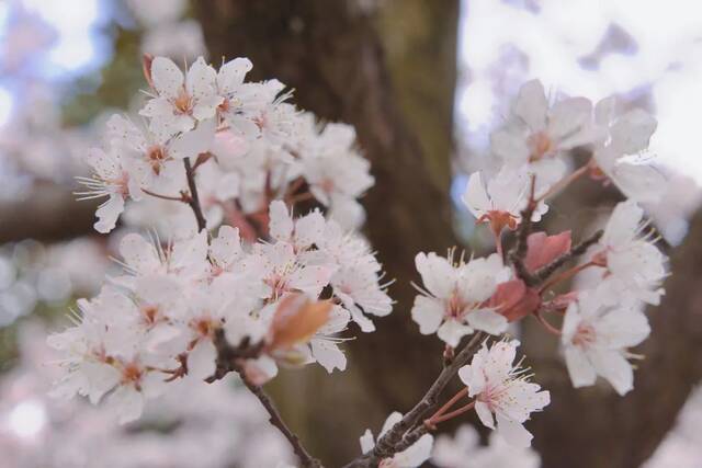 荡漾在贵师大醉人的春日里