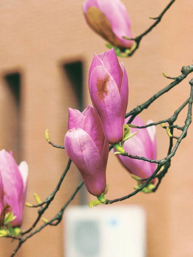 荡漾在贵师大醉人的春日里