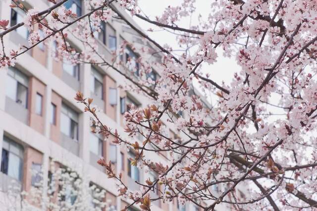 荡漾在贵师大醉人的春日里