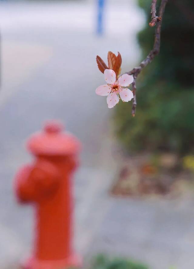 荡漾在贵师大醉人的春日里