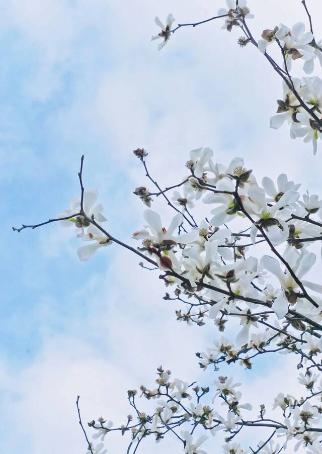 晚风吹过期期漫漫夹杂花的片片温柔揣着开心满载而归星星点点缀满心头