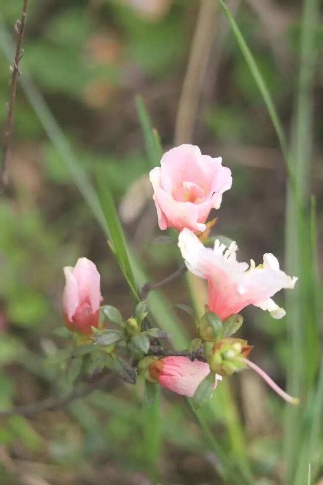 荡漾在贵师大醉人的春日里