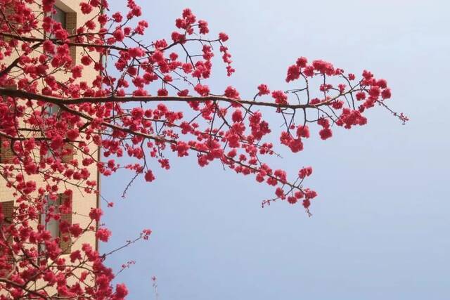 荡漾在贵师大醉人的春日里