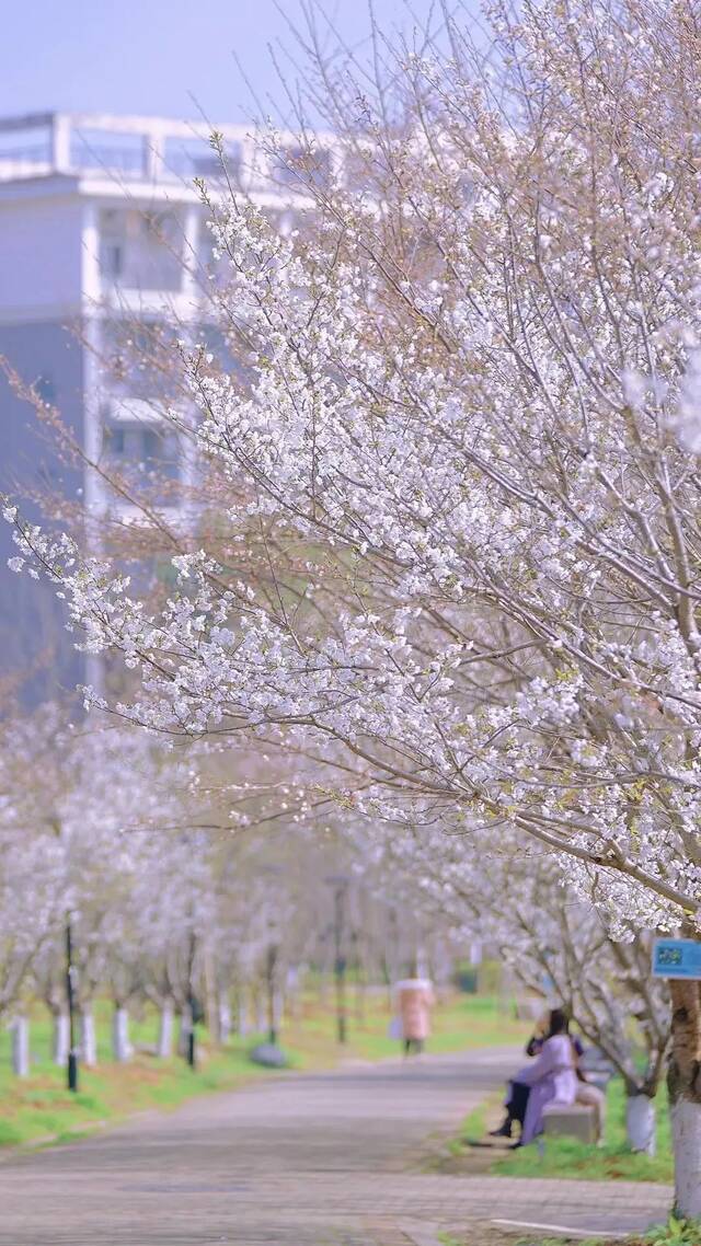 朵朵绽放的樱花白与粉诠释了充满生机的春日诗篇