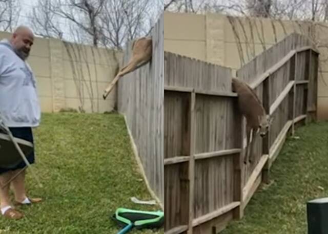 美国德州一只鹿闯入后院卡木栏男子出手助脱困